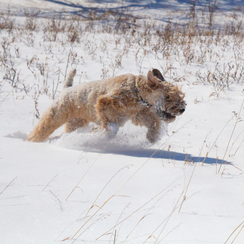 Dashing through the snow
