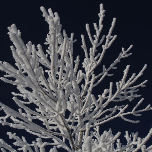 Tree with rime ice cover