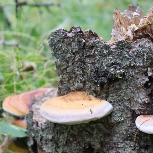 mushrooms galore