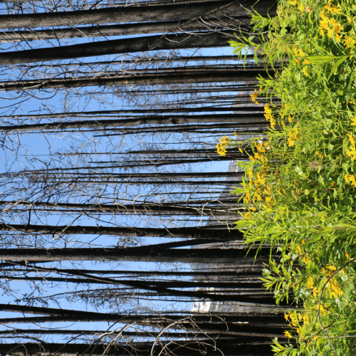 Waterton National Park renewal