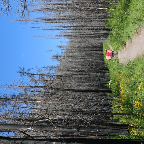 Waterton National Park renewal