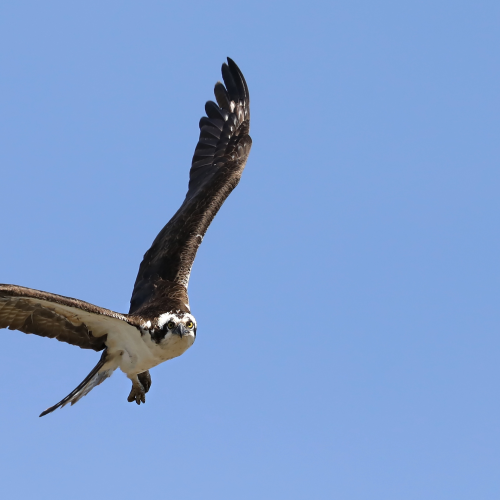 Fly By