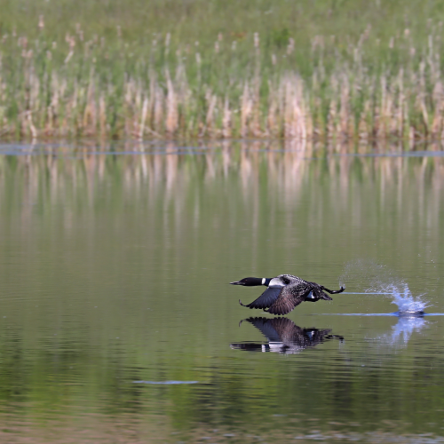 Water Skiing
