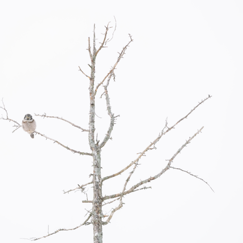 Perched in a tree