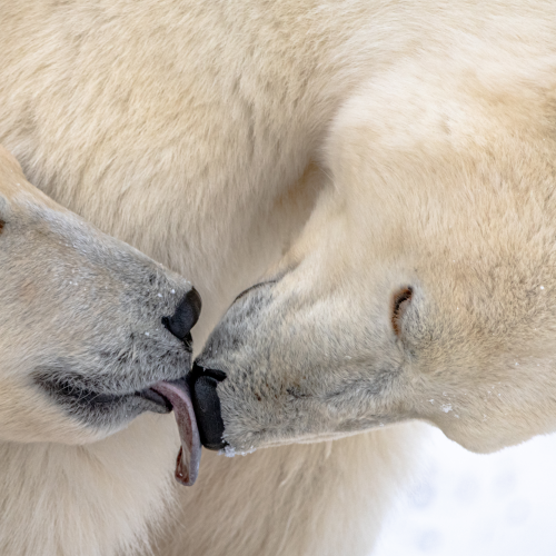 Arctic Love