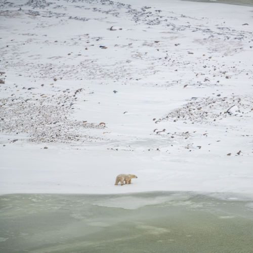 Lonesome Arctic 