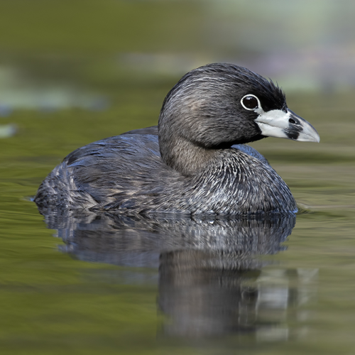 Little Grebe