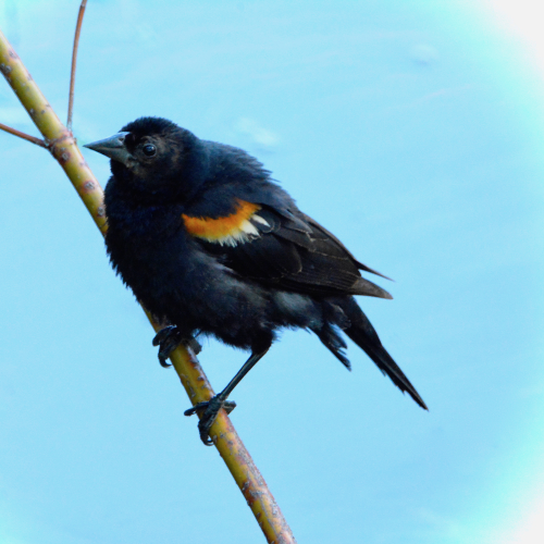 Red-winged Blackbird