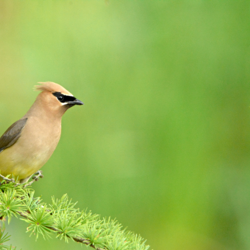 Cedar Waxwing
