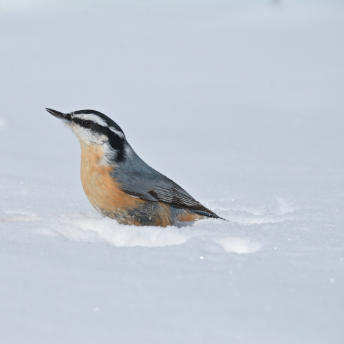Red-breasted Nuthatch