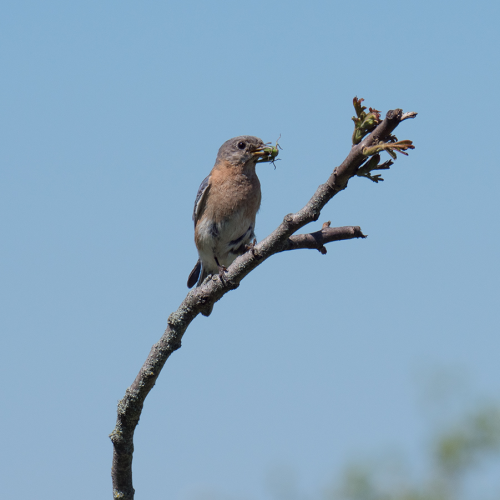 Bluebird With Insect