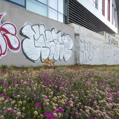 Graffiti Alley