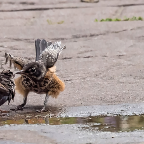 Confrontation