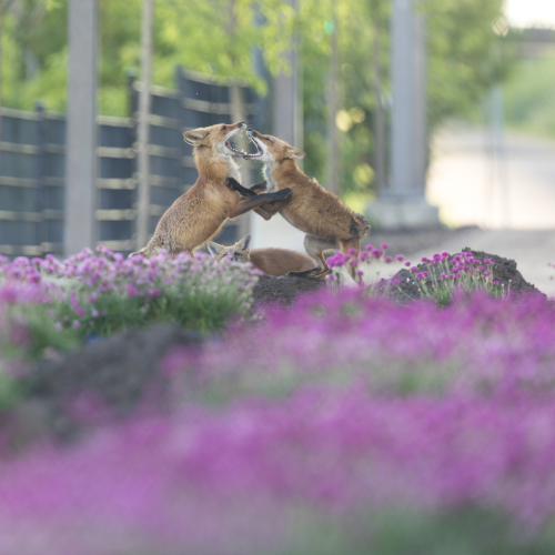 Flower Gladiators
