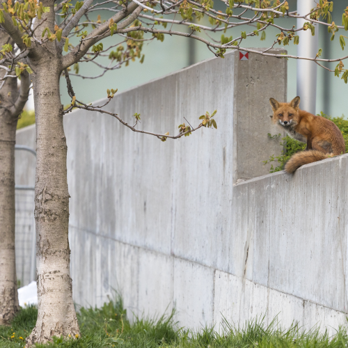 Foxy Perch