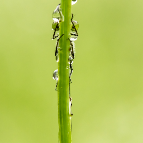 Hiding in the Rain (Damselfly)