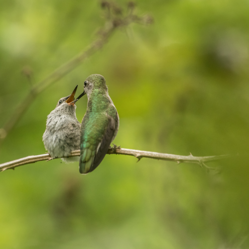 Feeding of a Fledgling (Anna's Hummingbird)