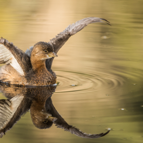 Pied-billed Grebe Wing Stretch