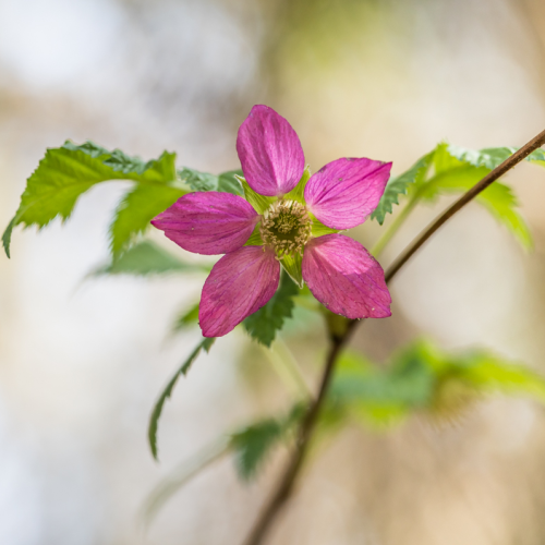 Salmonberry Blossom