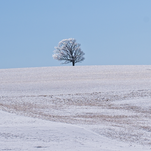 Lone tree on a hill