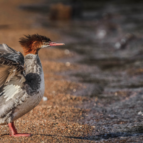 A merganser enjoying the morning sun