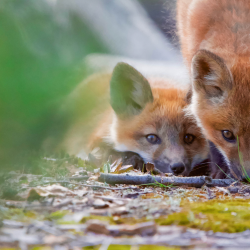 Playful urban fox kits