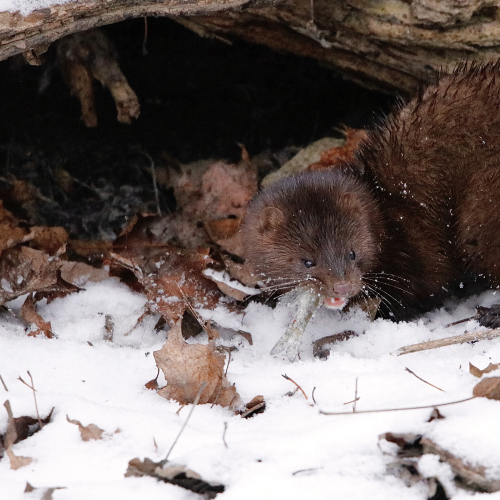 Mink