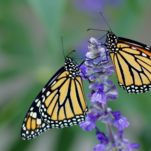 Monarch Butterflies