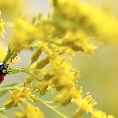Ladybug Ready For Lunch