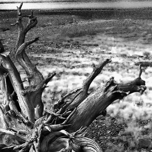 Stump