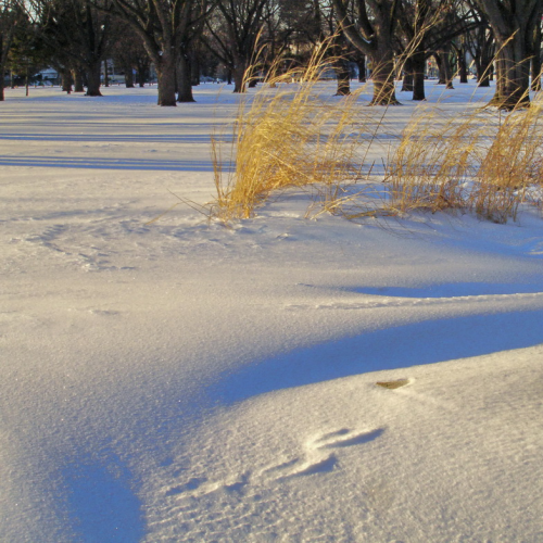 figure of snow