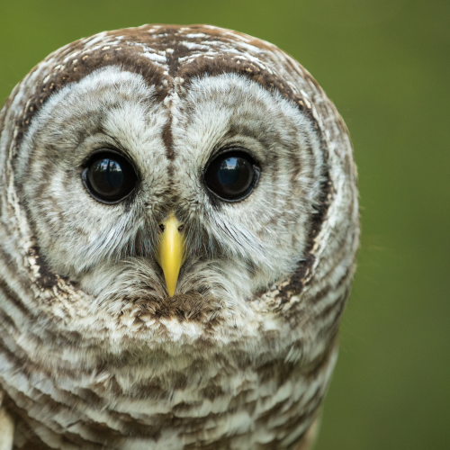 Barred Owl Portrait