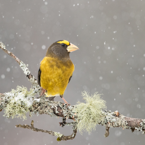 Evening Grosbeak in Flurries