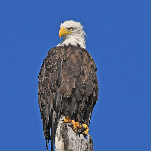 Bald Eagle