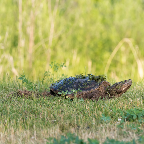 Nesting