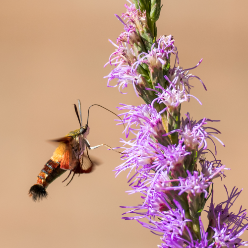 Hummingbird Clearwing Moth