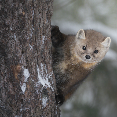 Pine Marten