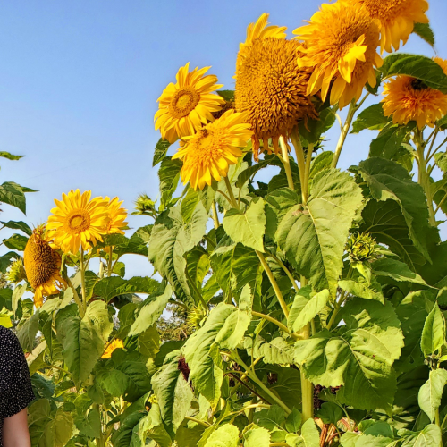 All Grown Up like the Sunflowers