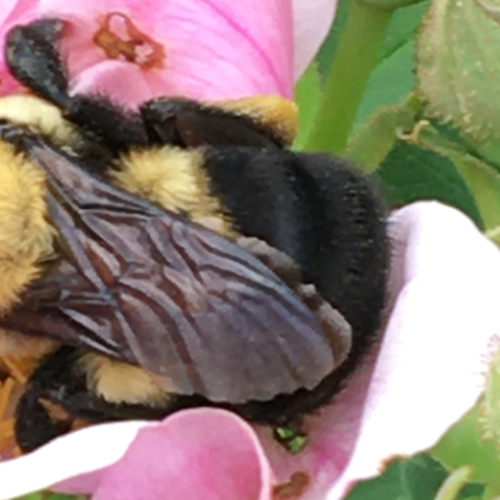 Sweet Dreams Bumblee Bee