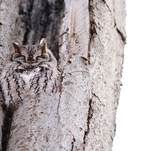 Eastern Screech -owl