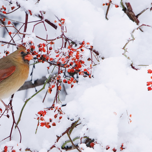 Female  Northern Cardinal