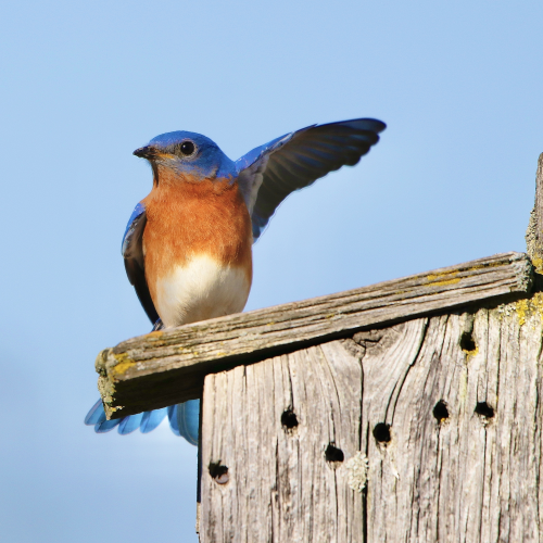 Waving Bluebird