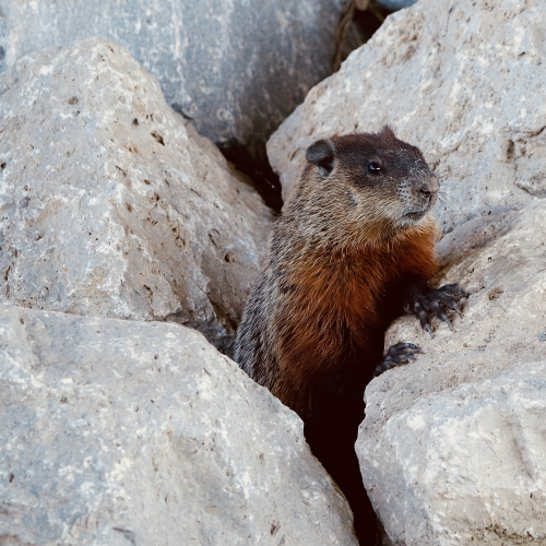 Groundhog 