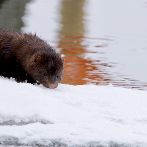 Mink