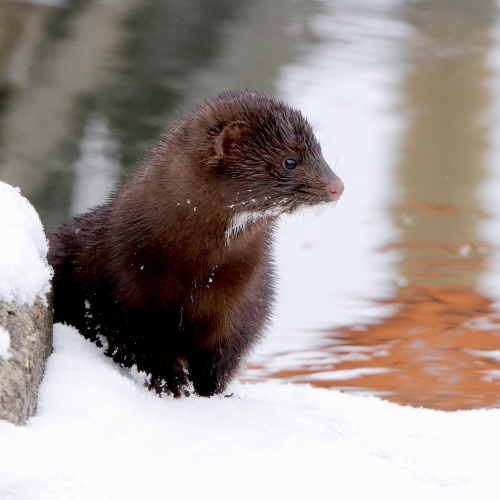 Mink