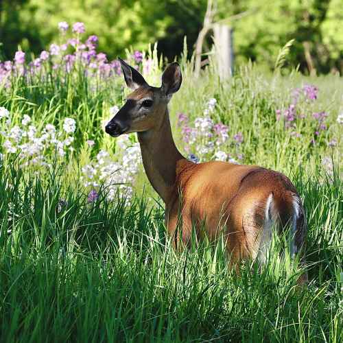 White-tailed Deer