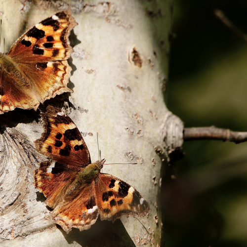 Compton Tortoiseshell Butterflies