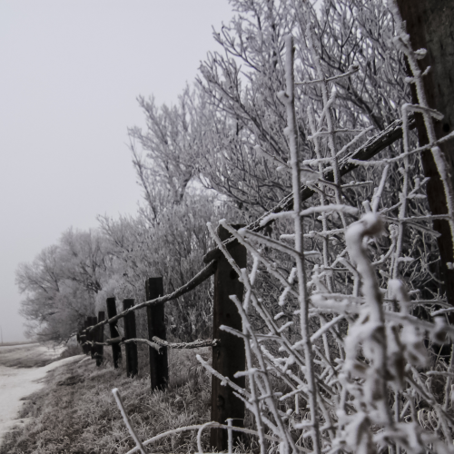 A Frosty Fence