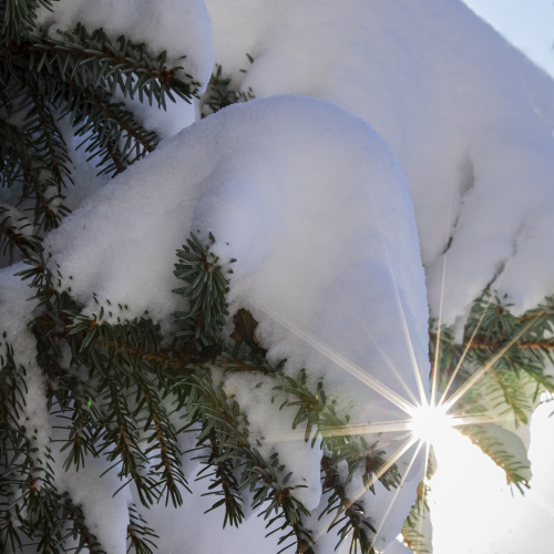 A Winter Sunburst