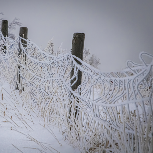 Snow Fence